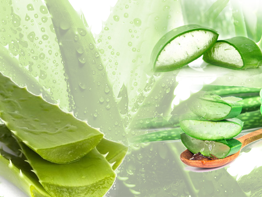 Amazing-Benefits-Aloe-Vera-Ghritkumari