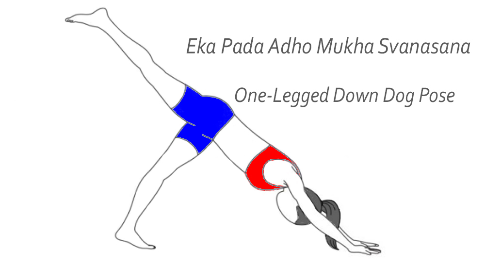 Eka-Pada-Adho-Mukha-Svanasana-One-Legged-Down-Dog-pose-yoga-steps