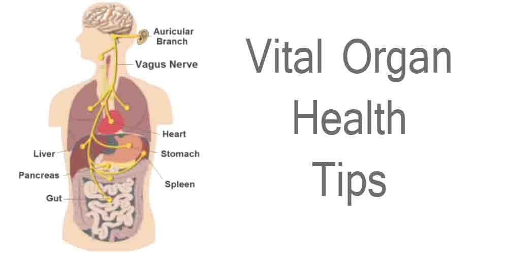 Vital-Organ-Health-Tips-with-yoga