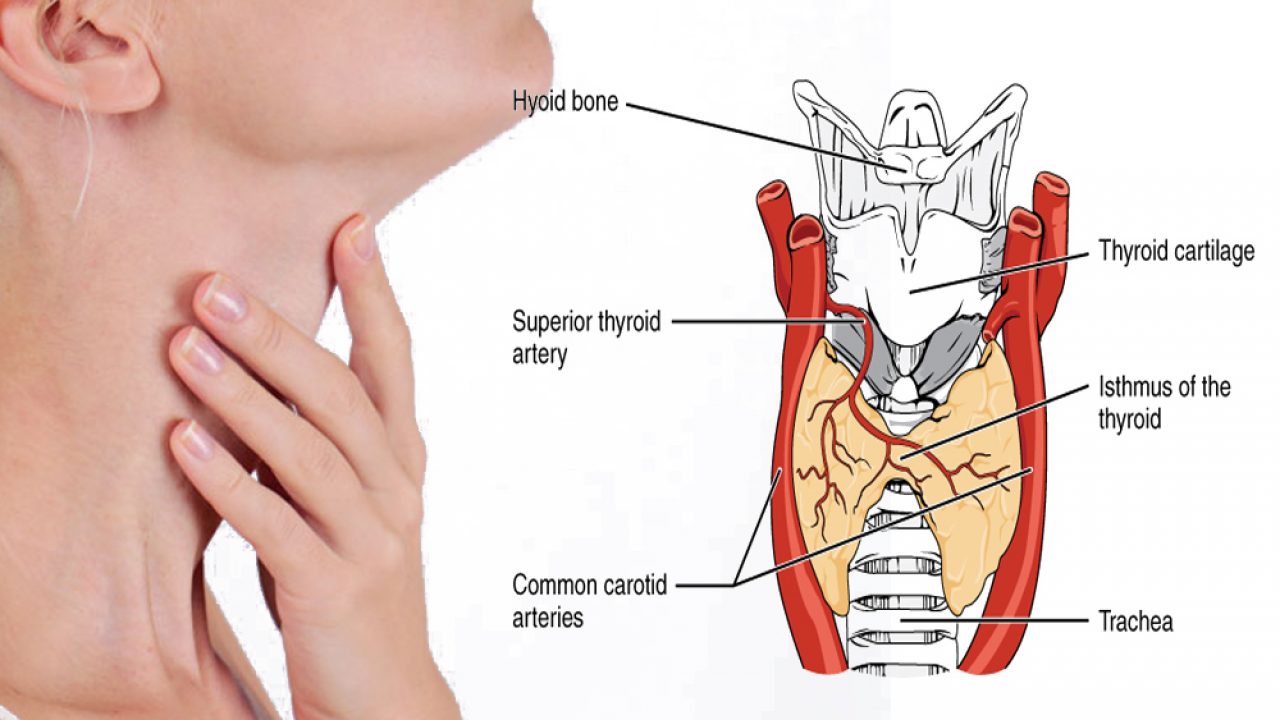Yoga for Thyroid: 44 Asana and 44 Pranayama - Sarvyoga yoga Yoga for Thyroid: 44 Asana and 44 Pranayama - Sarvyoga yoga